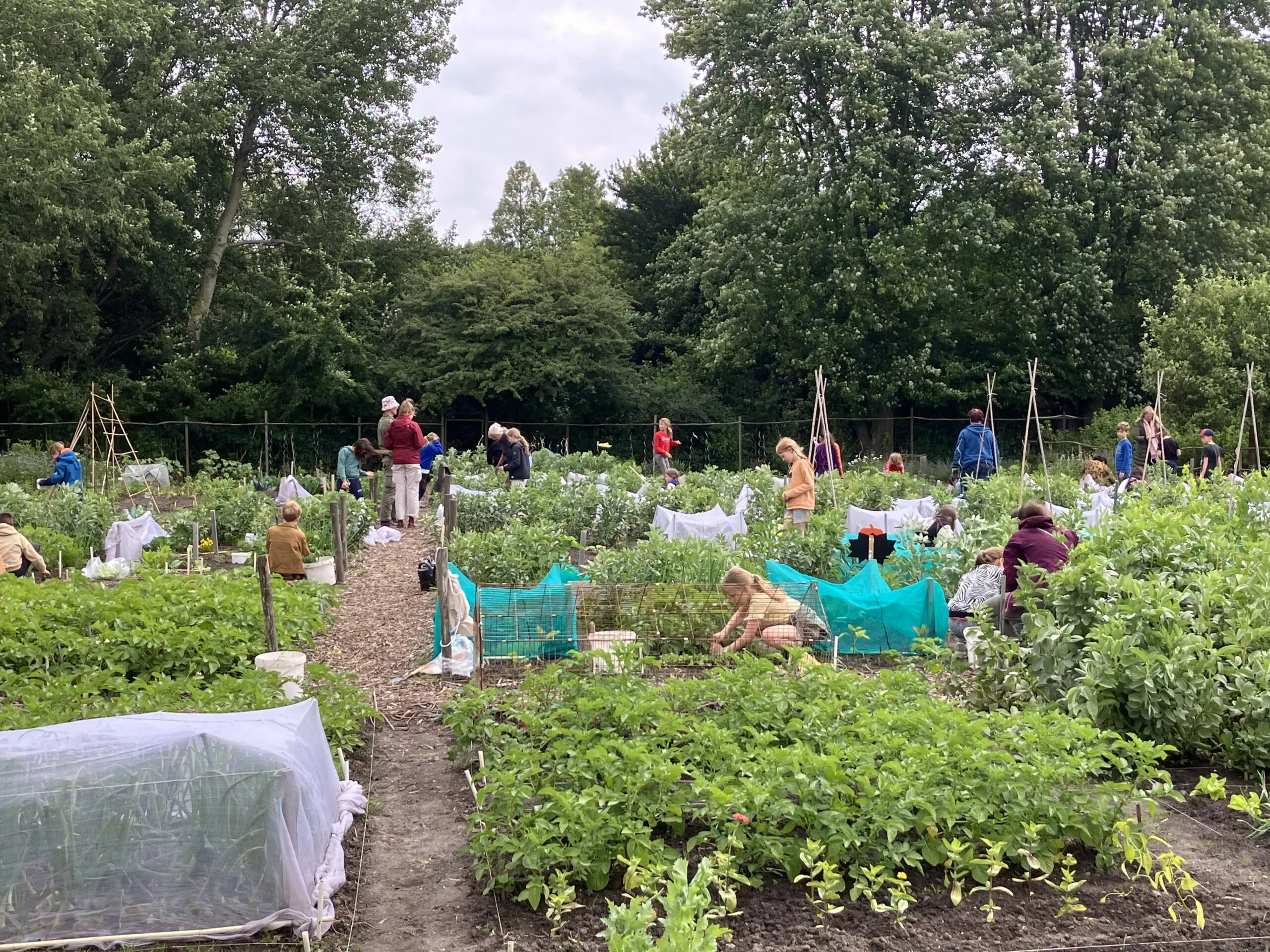 Een moestuin met veel groene, volle plantenbedden in de buitenlucht. Over de hele tuin lopen paadjes van houtsnippers tussen de rechthoekige bedden met lage, dicht op elkaar groeiende planten in verschillende groentinten. Op sommige bedden liggen lichte doeken of netten gespannen, en er staan lage hekjes van groen gaas ter bescherming van de planten. Verspreid door de tuin staan en hurken meerdere kinderen en volwassenen in kleurrijke kleding; sommigen lijken bezig met werken in de bedden of met kijken naar de planten. Aan de achterkant van de tuin staat een rij hoge, dichte bomen die een groene achtergrond vormen. De lucht is deels bewolkt, met lichte bewolking boven de boomrand.