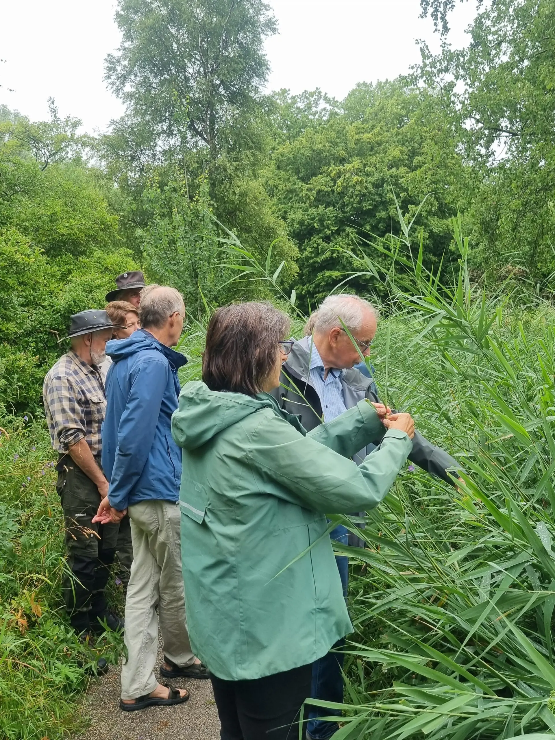Een groep van zes volwassenen bekijkt geconcentreerd rietstengels en planten tijdens een natuurexcursie op een groen pad.